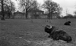 South Side News: Feature on King's Park Mansion in King's Park in the South Side of Glasgow. 5th April 1983.