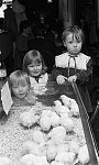 Paisley Gazette: Easter chicks at Watermill Hotel, Paisley.<br>4th April 1983.