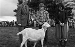 Barrhead News: Neilston Agricultural (Cattle Show). 7th May 1983.